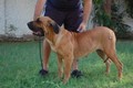 Matriz - Fila Brasileiro Dourado - Canil Singular - Nena